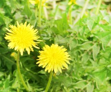 お庭の雑草手入れをサボっていると起こる4つの問題