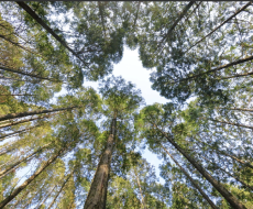 ヒノキが住宅にもたらす4つの嬉しい効果