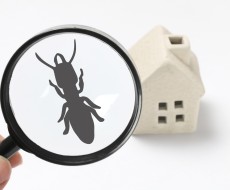 家屋の大敵!シロアリの実態とその被害