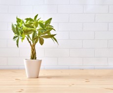 観葉植物の代わりに住まいを彩るフェイクグリーンとは?
