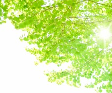 外溝におすすめの育てやすい落葉樹9選