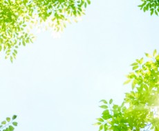 外溝におすすめの育てやすい常緑樹9選