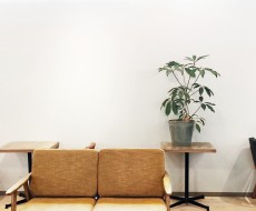 室内に設置した観葉植物が持つ驚きの効果とは