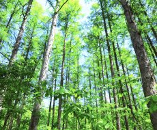 コロナ禍で話題となったウッドショックとは? 現在は改善したの?